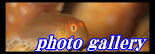 �t�H�g�M�������[��